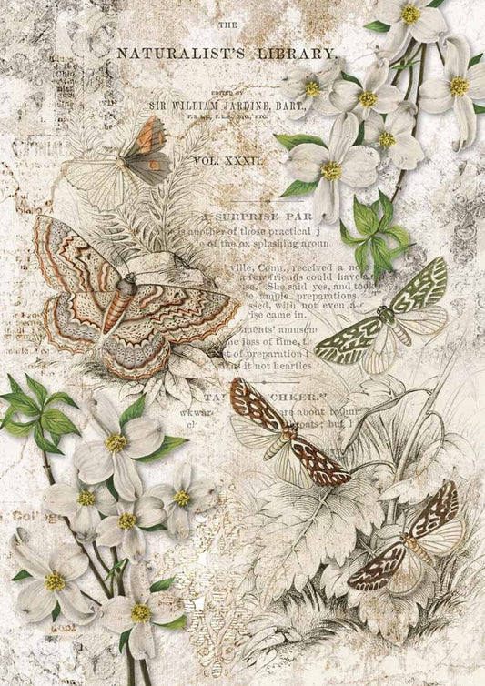 Decoupage Queen A2 & A4 Rice Paper Naturalist Library