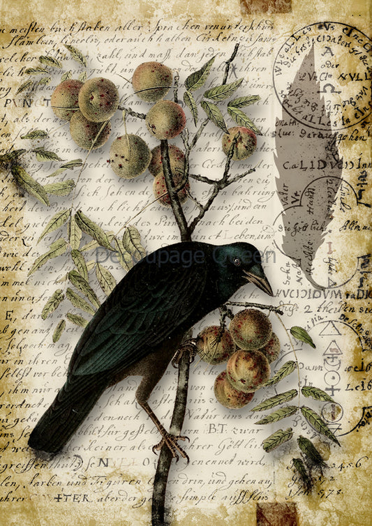 Decoupage Queen A4 Rice Paper Raven Grimoire III