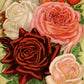 Calambour Henderson's Select Quartet of Roses A4 Rice Paper for Decoupage