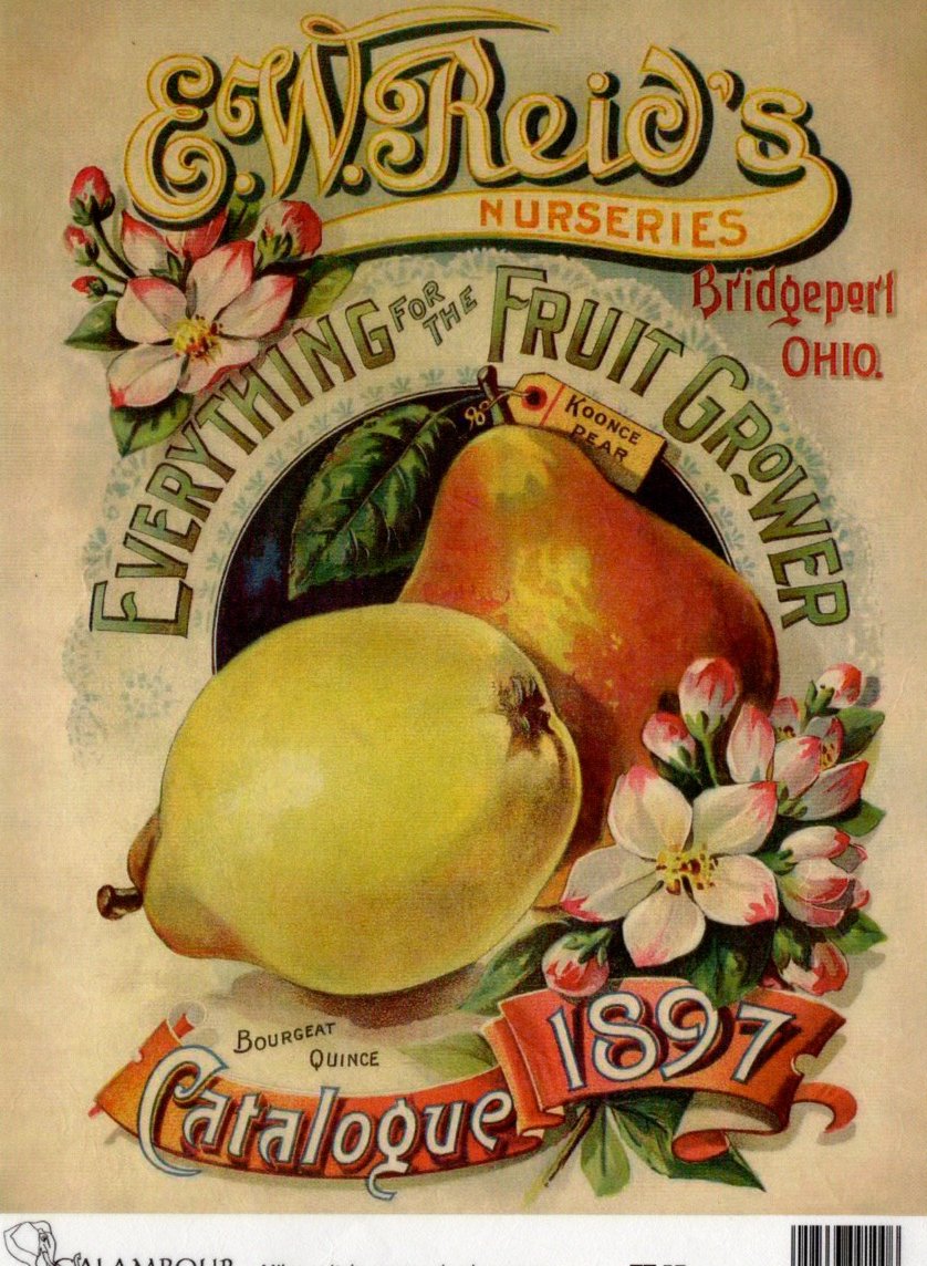 Calambour EW Reid's Nurseries Koonce Pear 1897 A4 Rice Paper for Decoupage