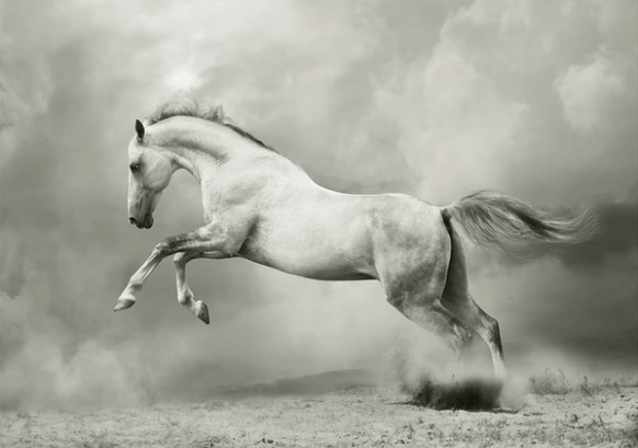 White Horse A3 - Mint by Michelle Decoupage Paper